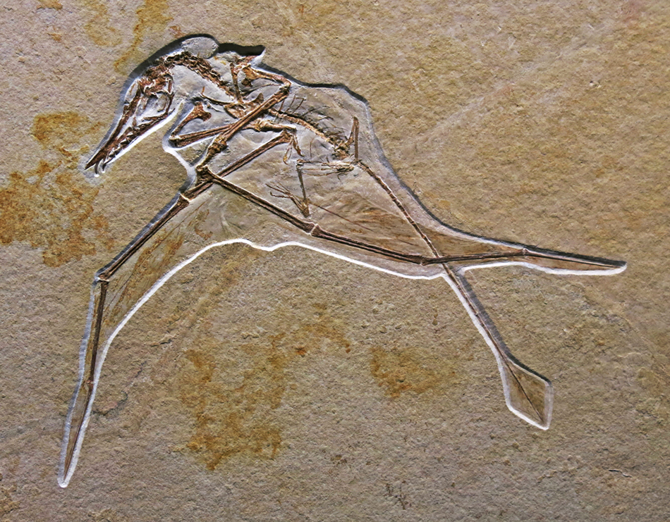 IMG_7101_Rhamphorhynchus_intermediussm