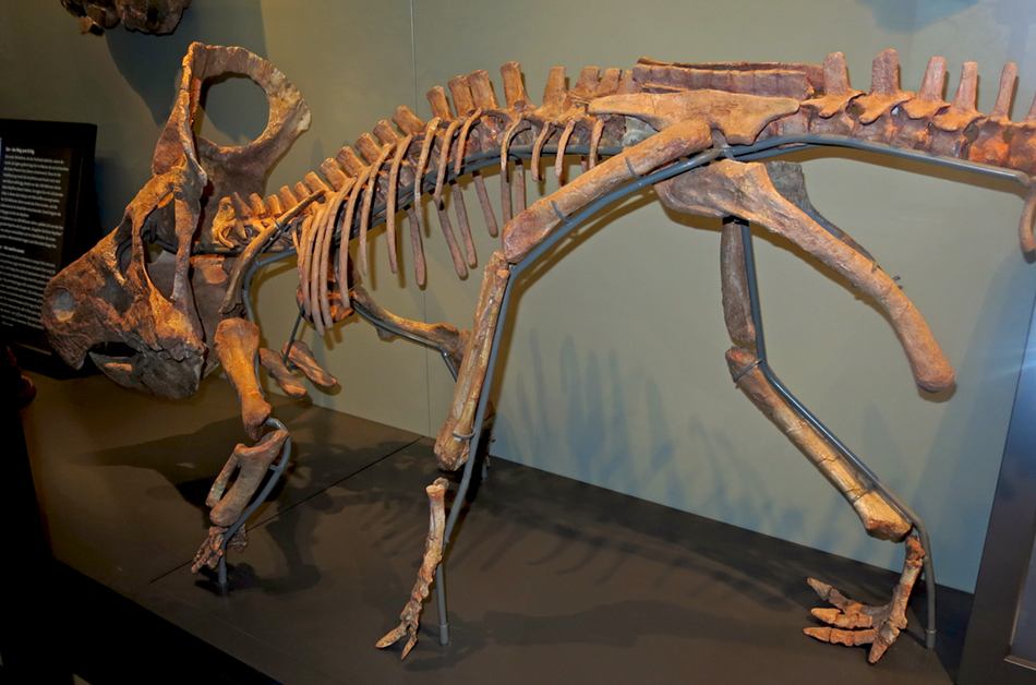 IMG_7168protoceratopssm