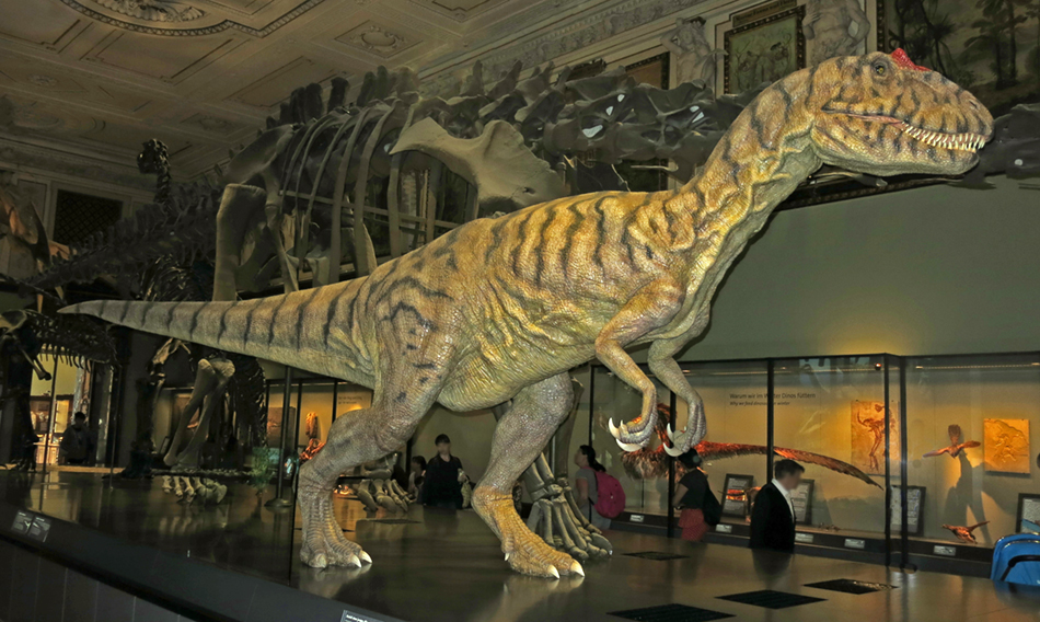 IMG_7361_allosaurus_fragilissm