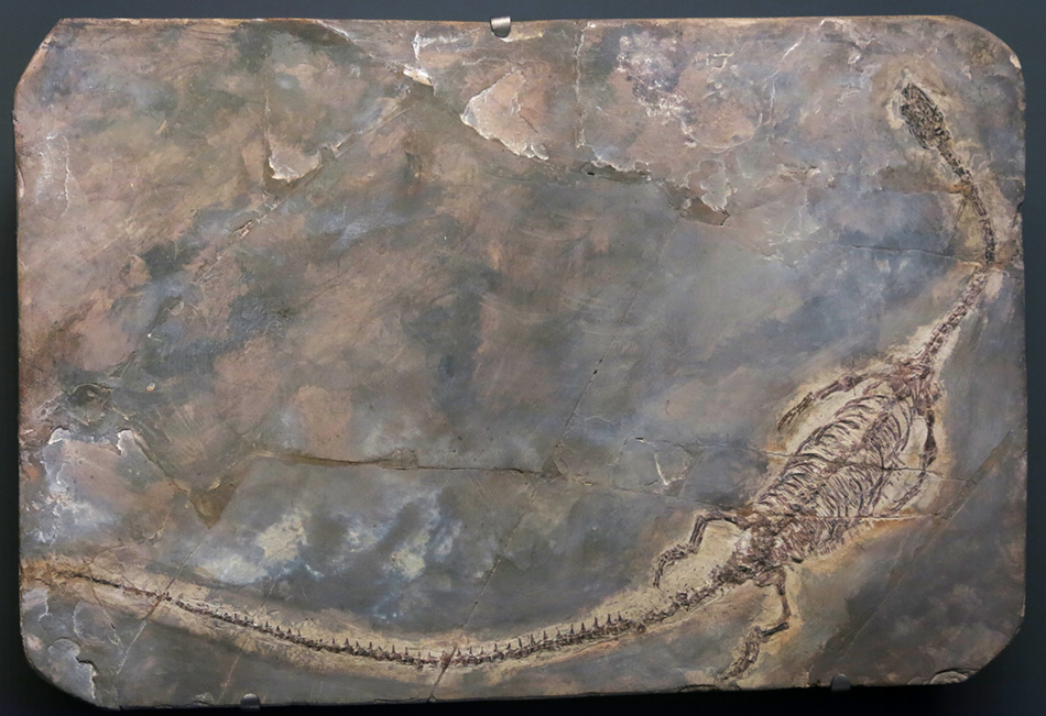 IMG_7575ichthyosaur_Hyphalosaurus_lingyuanensissm