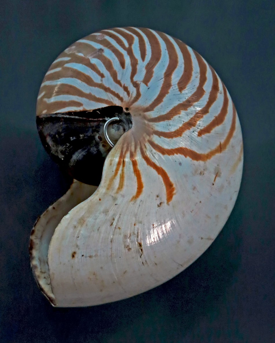 IMG_7670_nautilus_belauensis_No_4sm