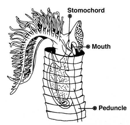 IMG_7962_graptolite_translatedsm