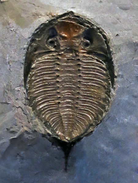 IMG_7995trilobitesm