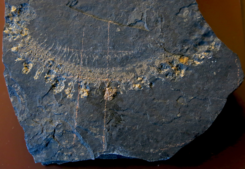 IMG_8488acantherpestessm
