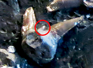 IMG_8665_orthacanthus_bohemicuscloseup