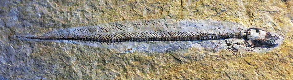 IMG_8667_Harpagofututor_volsellorhinussm