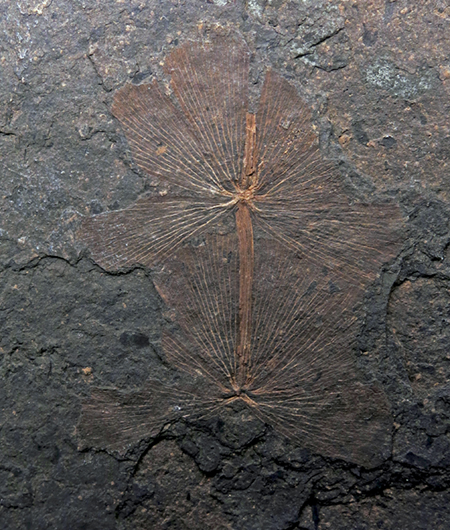 IMG_8696_Sphenophyllum_majussm