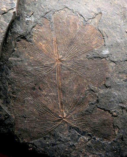 IMG_8696_Sphenophyllum_majussm