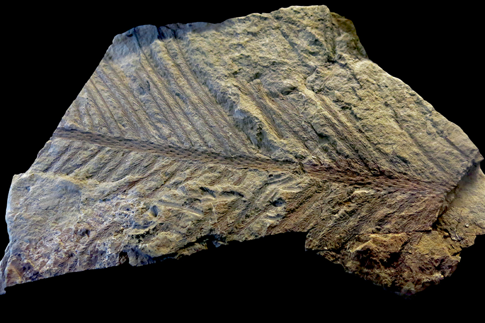 IMG_8417_Psaronius_cottaism