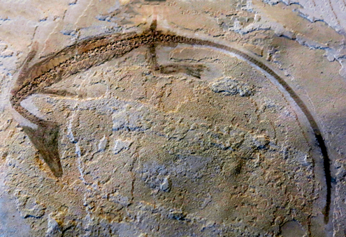 IMG_8738_Stereosternum_tumidum_bsm