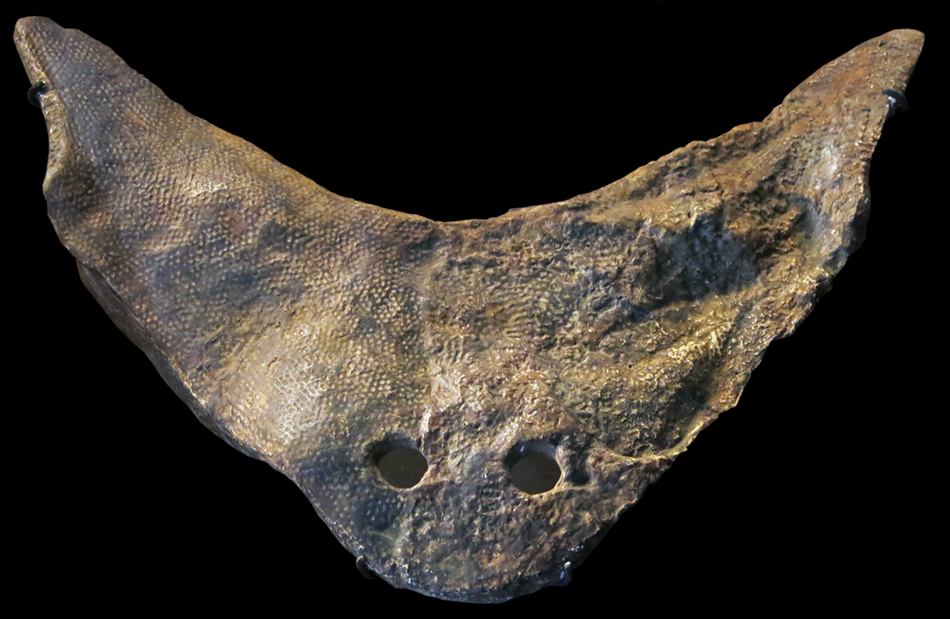 IMG_8767_Diplocaulussm