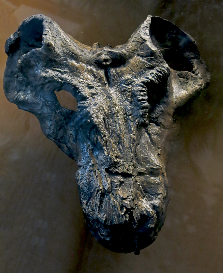 IMG_8768_Gorgonopsidsm