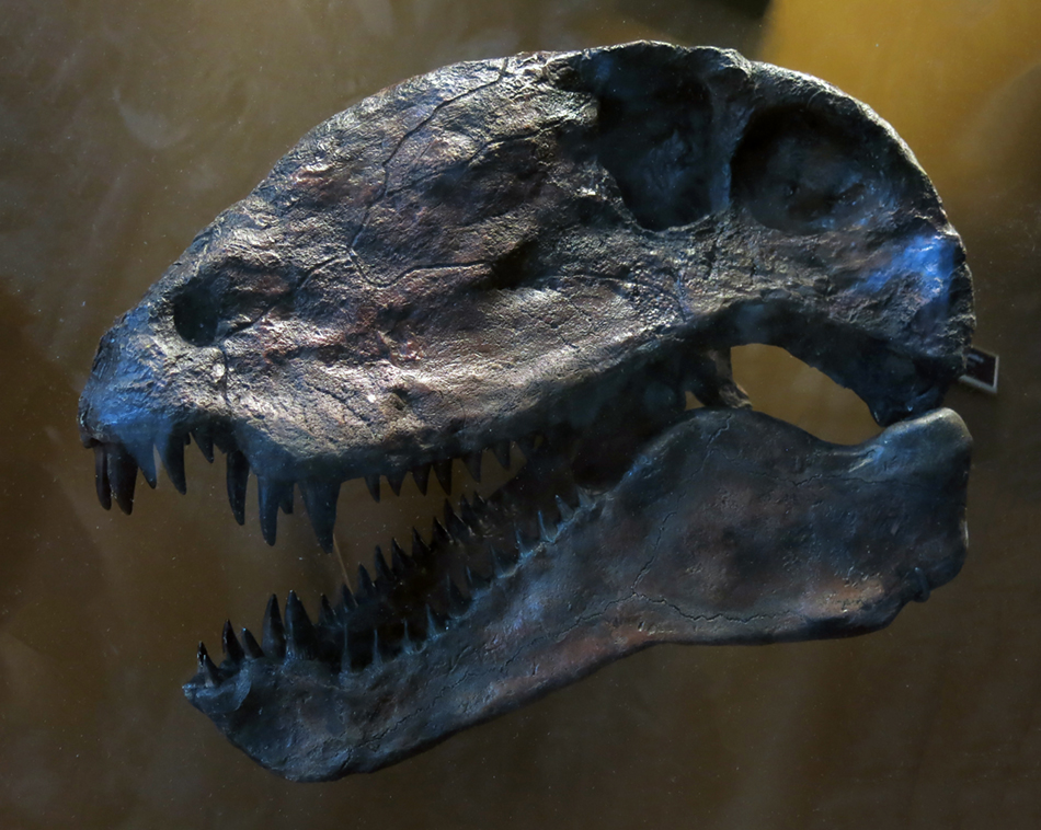 IMG_8774dimetrodonsm
