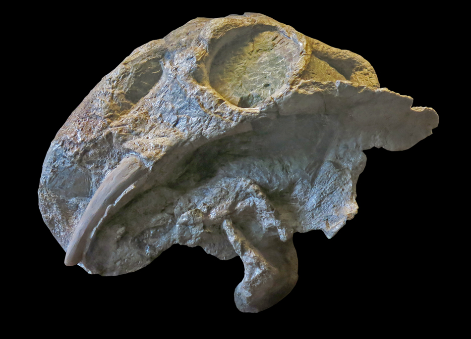 IMG_8782_Lystriosaurus_boopsissm