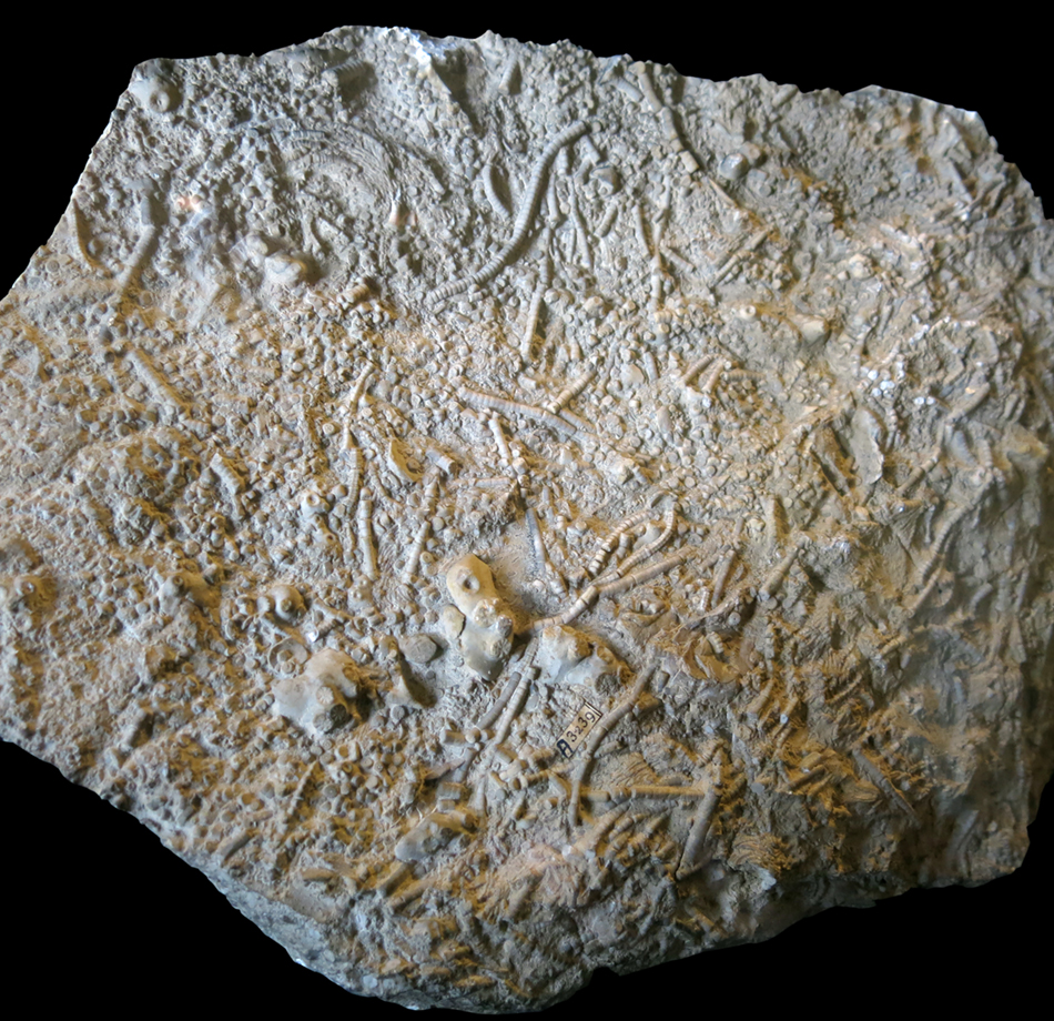 IMG_8824_Dadocrinus_gracilissm