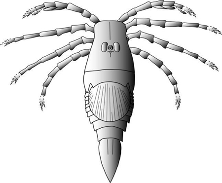 Pterygotus_abelovsm