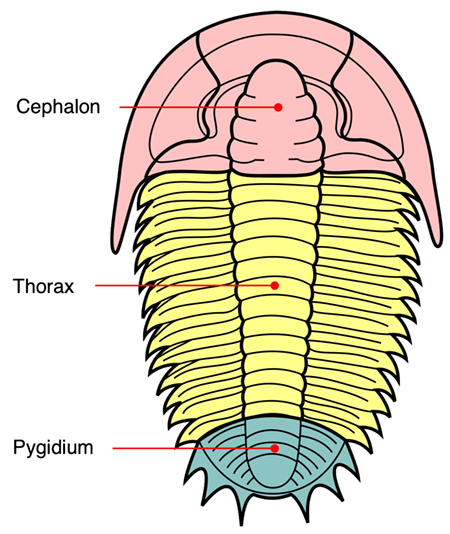 Trilobite_sections_ensm