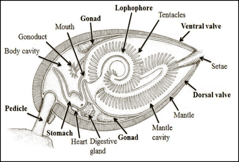 brachiopod_diagramsm