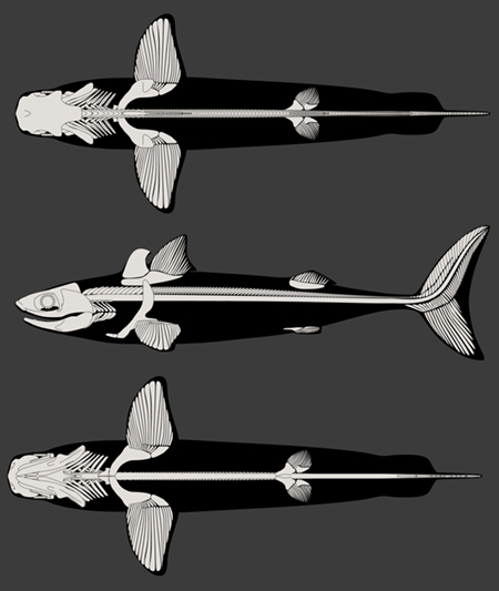 cladoselachediagramsm