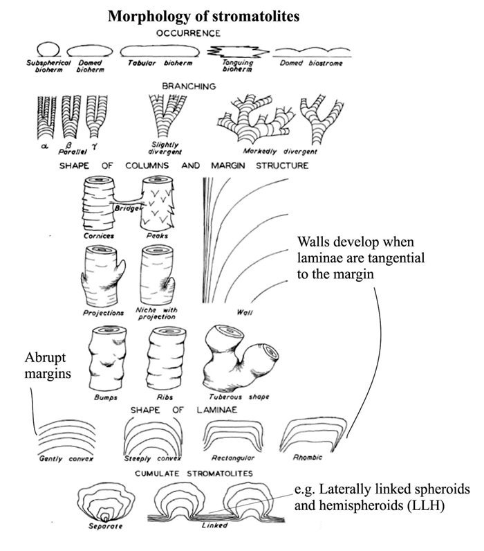 morphologyofstromatolitessm