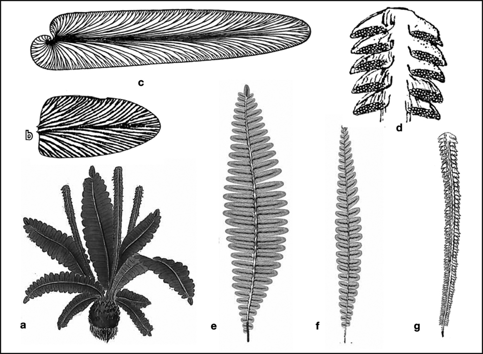 neuropteridiumsm