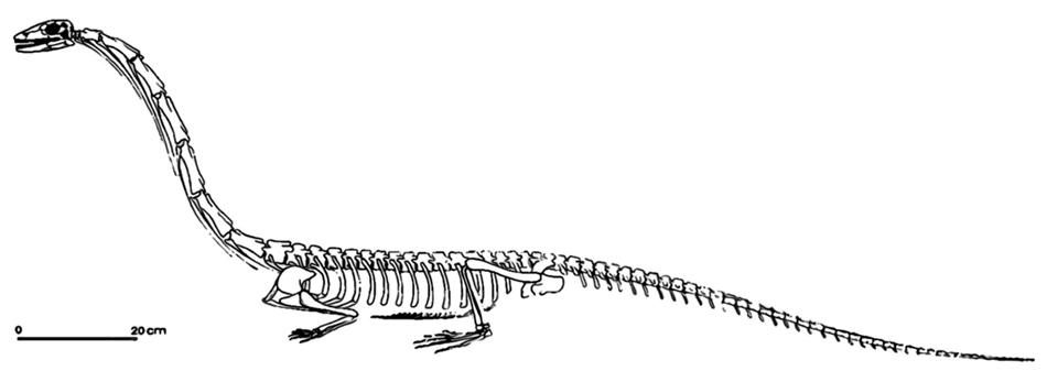 skeleton_Tanystropheus_antiquussm