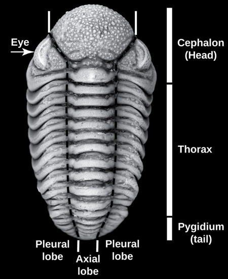 trilobite1